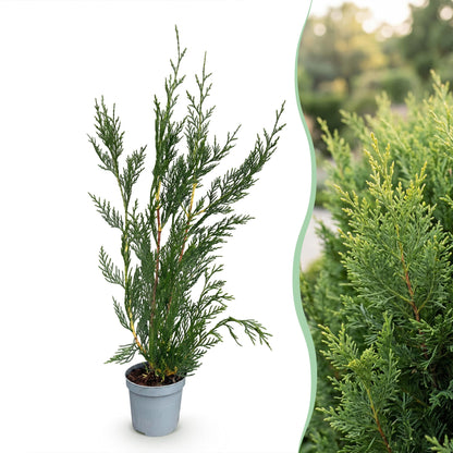Cupressocyparis leylandii : jeune plant en pot à gauche et haie adulte dense et verte à droite, illustrant sa croissance rapide et son feuil