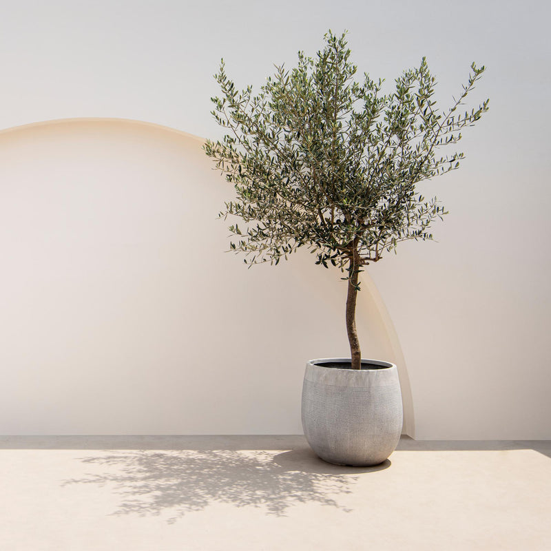 Olivier (Olea europaea), arbuste d'ornement méditerranéen, Pot 19 cm, Hauteur 90 cm