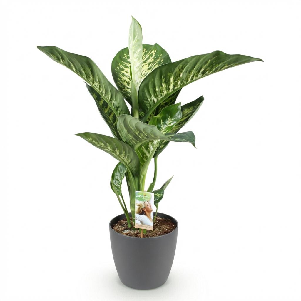 Plantes d'intérieur - Diefenbachia Tropic Snow - Dieffenbachia - Peu d'entretien - avec Pot Gris - Panaché - 1 Plante - avec Pot Gris - Pot 21cm - Hauteur 90-100cm