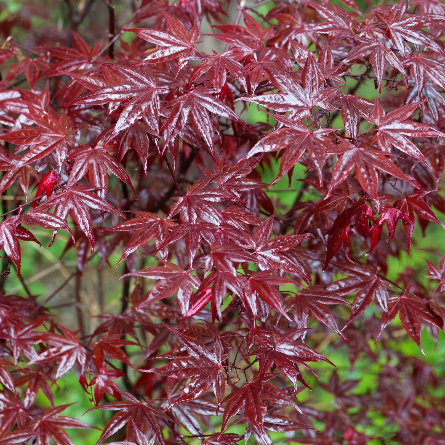 Érable Japonais Bloodgood aux feuilles palmées rouge intense et brillantes, avec quelques gouttes d'eau visibles.
