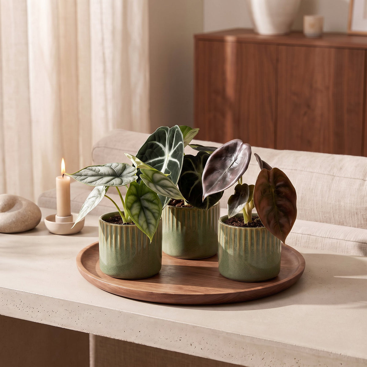 Trio de bébés Alocasia en situation dans un intérieur