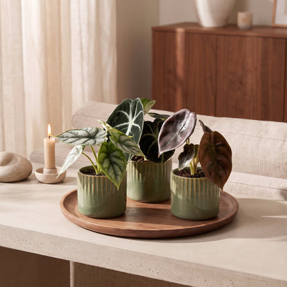 Trio de bébés Alocasia en situation dans un intérieur