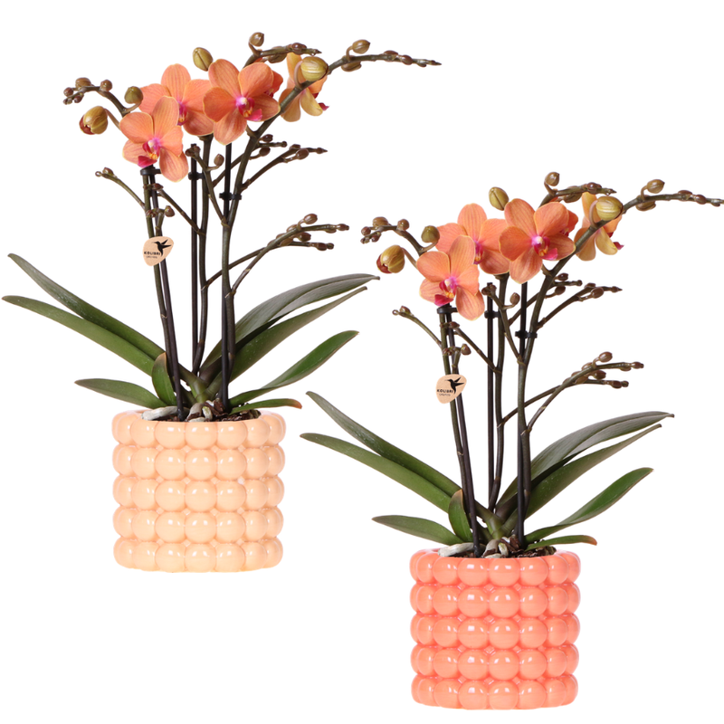 Orchidée Phalaenopsis 'Bolzano' orange (Phalaenopsis) - Coffret orchidée + cache-pots céramique - Pot 9 cm