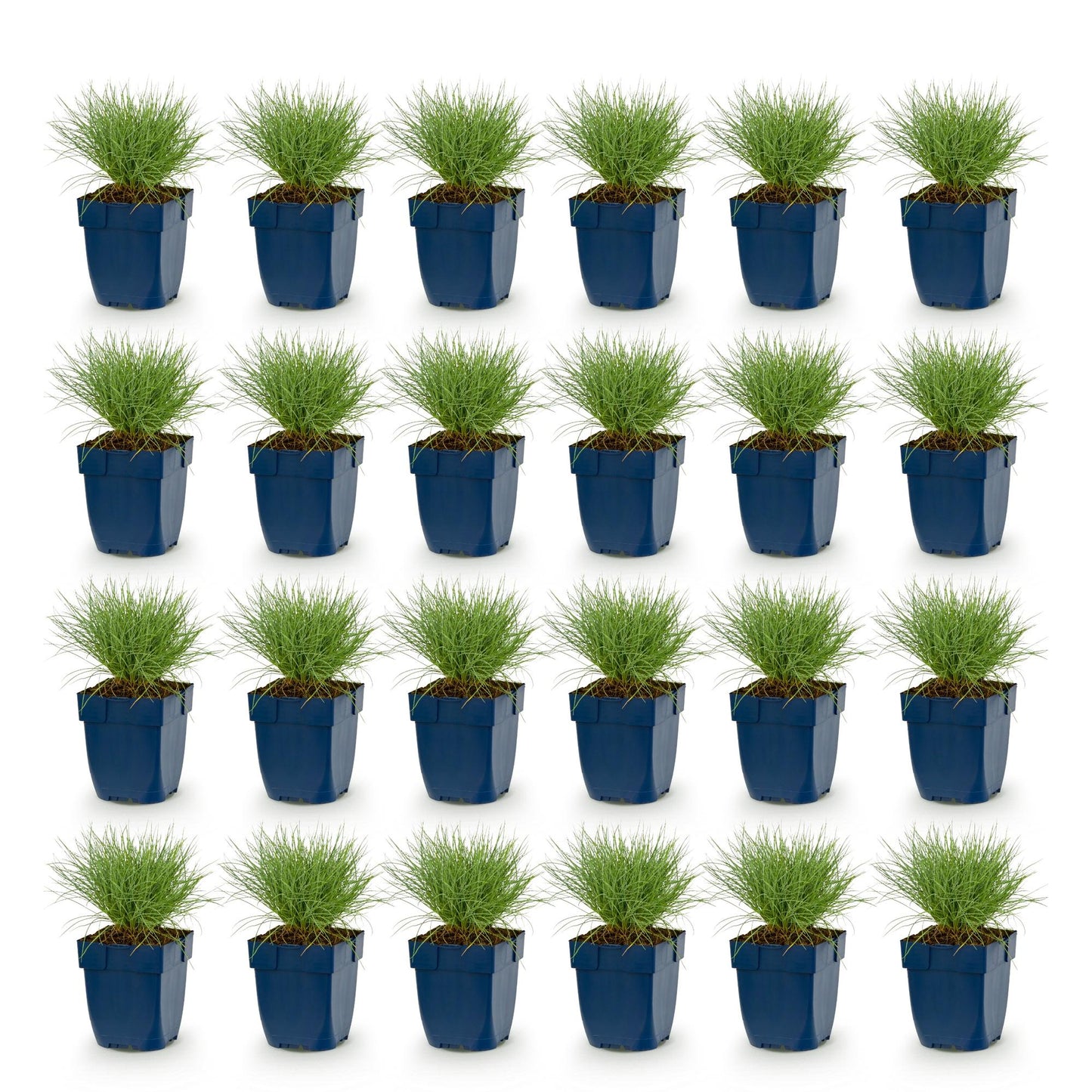 Festuca glauca 'Herbe bleue'. Lot de 24 jeunes plants en pots bleus, alignés sur un fond blanc pur, prêts à être plantés.