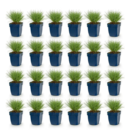 Festuca glauca 'Herbe bleue'. Lot de 24 jeunes plants en pots bleus, alignés sur un fond blanc pur, prêts à être plantés.