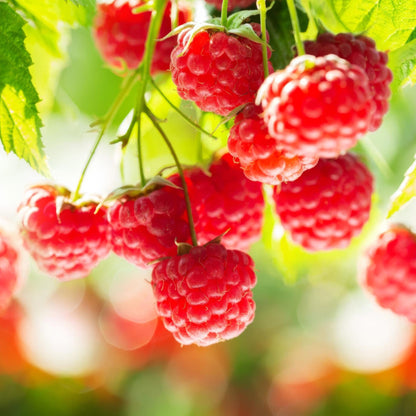 Rubus idaeus Ottawa, gros plan sur des framboises rouges mûres et juteuses sur la branche, prêtes à être cueillies.
