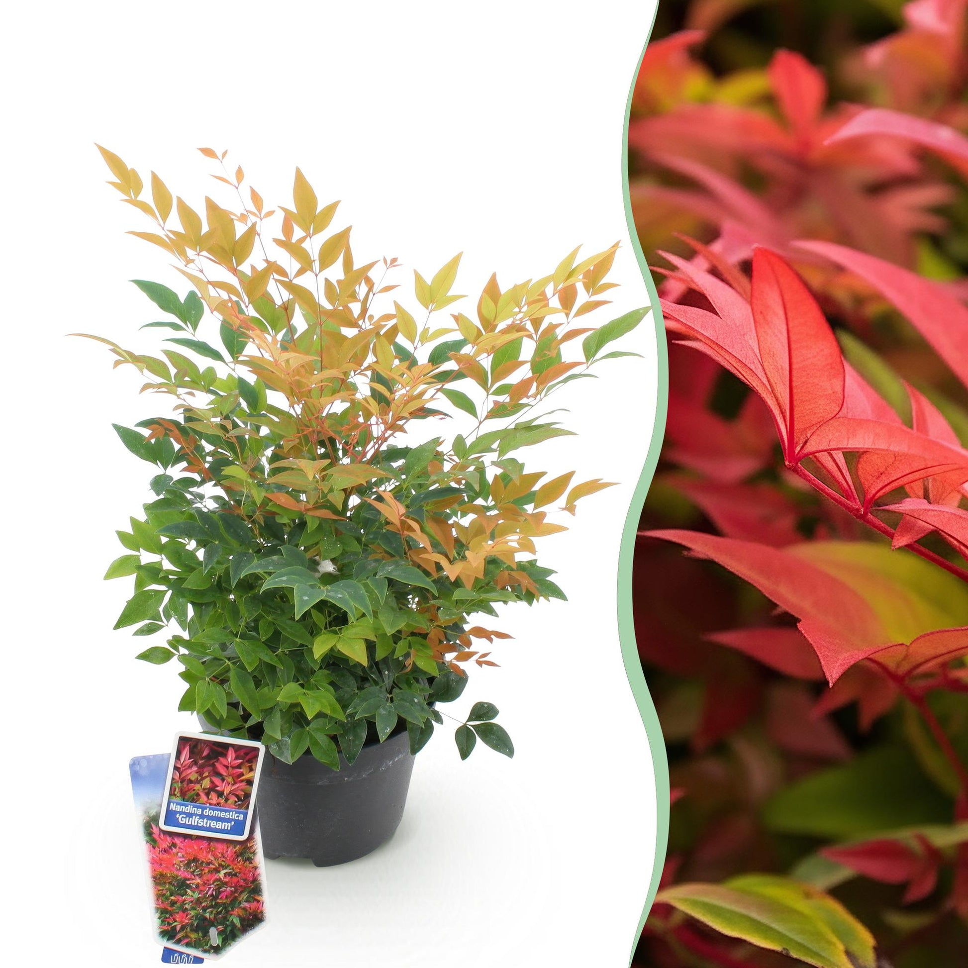 Nandina Gulfstream en pot sur fond blanc à gauche, avec des feuilles vertes et oranges. À droite, un gros plan de son feuillage rouge vif.