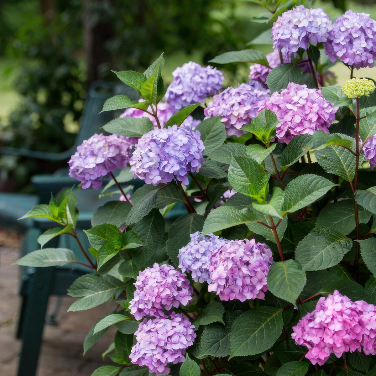 Hortensia 'Summer Love Purple' au jardin, Hydrangea macrophylla