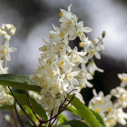 Deutzia Gracilis. Gros plan lumineux sur les fleurs blanches étoilées et leurs étamines jaunes, portées en grappes délicates.
