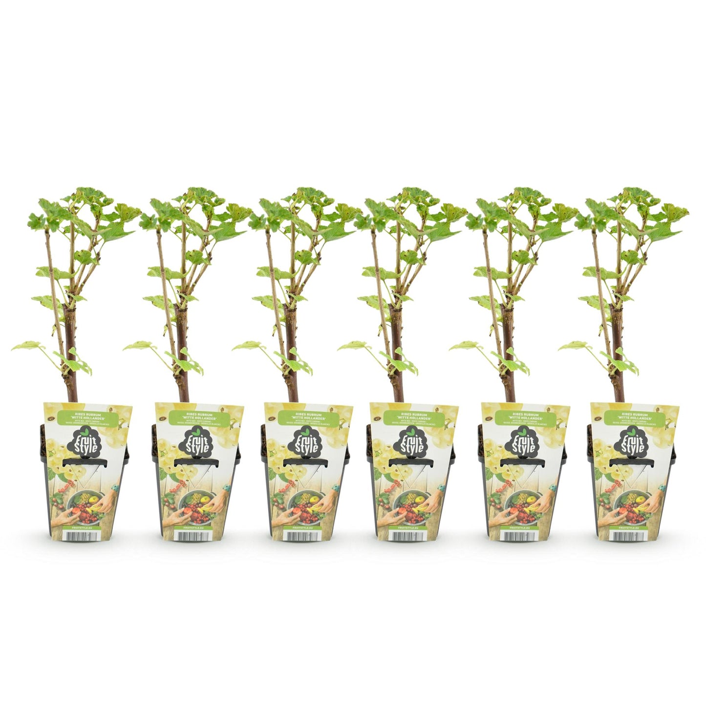 Groseille, Framboise Jaune, Mûre, Myrtille : un alignement de 6 jeunes plants en pot avec leur étiquette Fruit Style sur fond blanc.