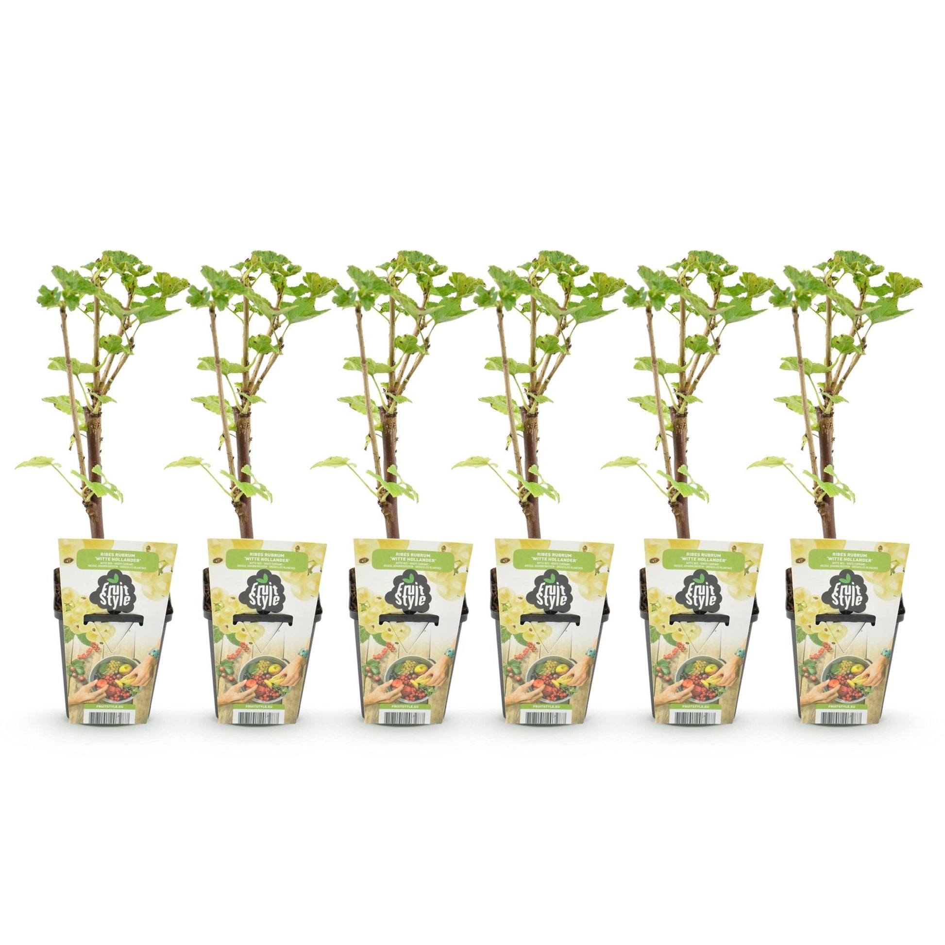 Groseille, Framboise Jaune, Mûre, Myrtille : un alignement de 6 jeunes plants en pot avec leur étiquette Fruit Style sur fond blanc.