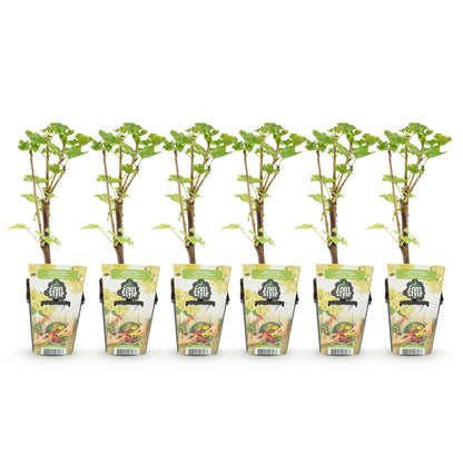 Groseille, Framboise Jaune, Mûre, Myrtille : un alignement de 6 jeunes plants en pot avec leur étiquette Fruit Style sur fond blanc.