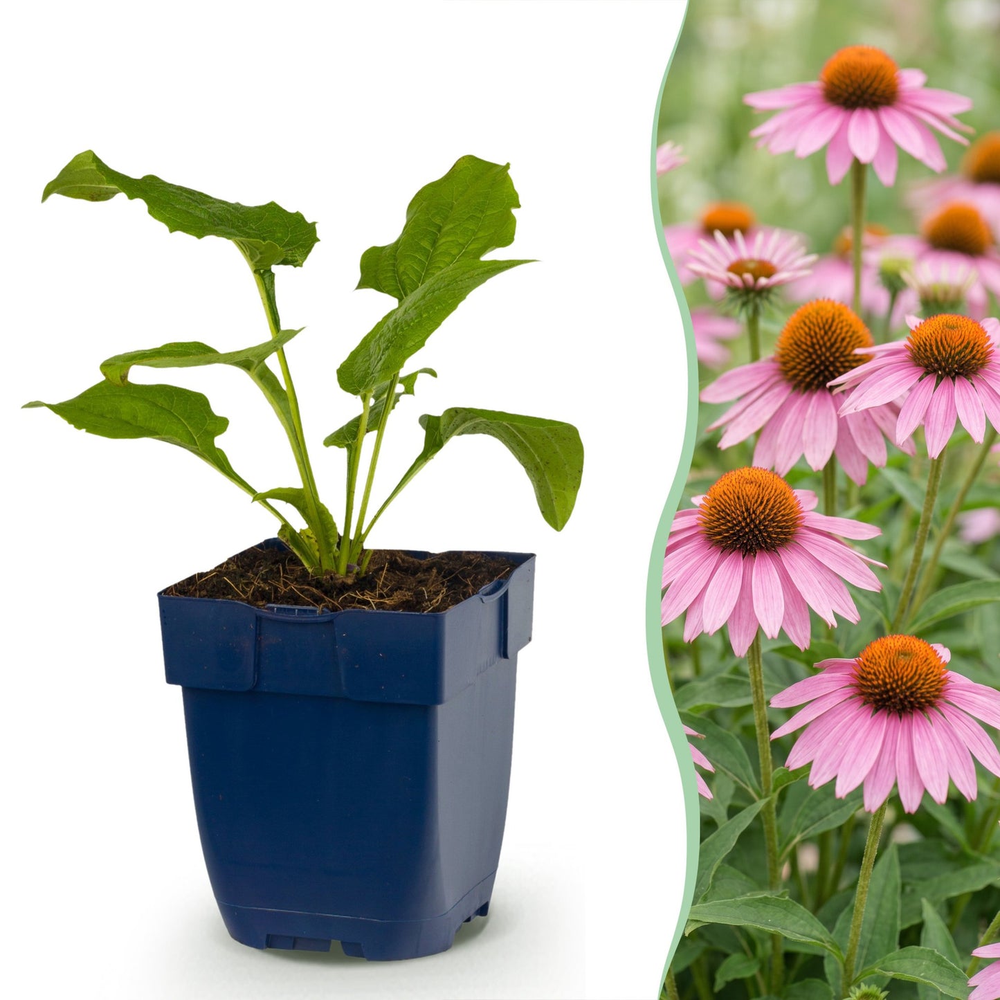 Echinacea purp. Magnus en pot bleu à gauche, à droite, un champ de fleurs d'échinacées roses épanouies.