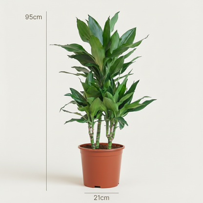 Dracaena Janet Craig plante d'intérieur en pot 21cm, feuillage vert foncé brillant, hauteur 60-70cm
