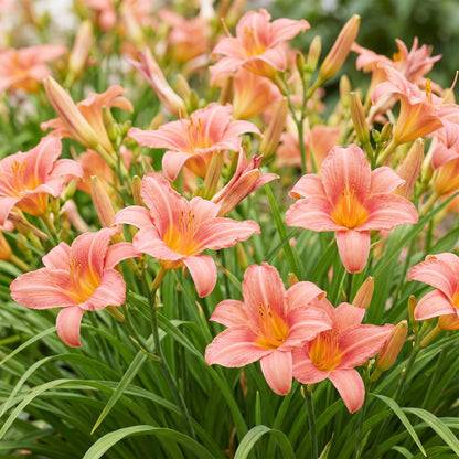 Hémérocalle 'Pink Damask' (Hemerocallis) en pot de 11 cm, fleurs rose saumoné