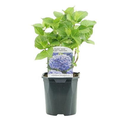 Hortensia Hydrangea macrophylla Blue en pot de 17cm, une plante avec feuillage vert vif et une étiquette présentant de belles fleurs bleues.