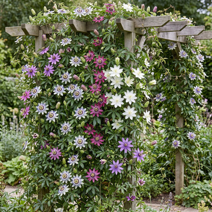 Passiflore Rainbow en mélange de couleurs (Passiflora) - grimpantes fleuries