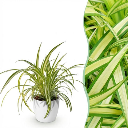 Plante d'intérieur - Chlorophytum comosum Variegatum - Plante Araignée Panachée - Plante Amie des Animaux - Verte - 1 Plante - avec Potter Blanc - Pot 12cm - Hauteur 20cm