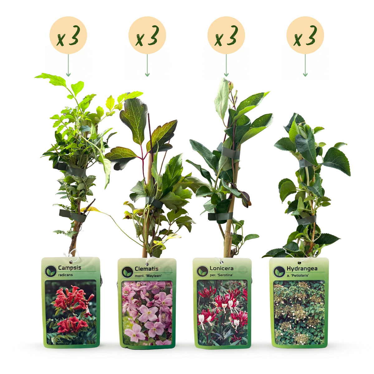 Plantes grimpantes Rainbow en mélange de couleurs - grimpantes fleuries