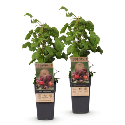 Rubus phoenicolasius : Lot de 2 plants de framboisier du Japon en pots, hauts de 50 cm, avec des étiquettes affichant des baies rouges et or