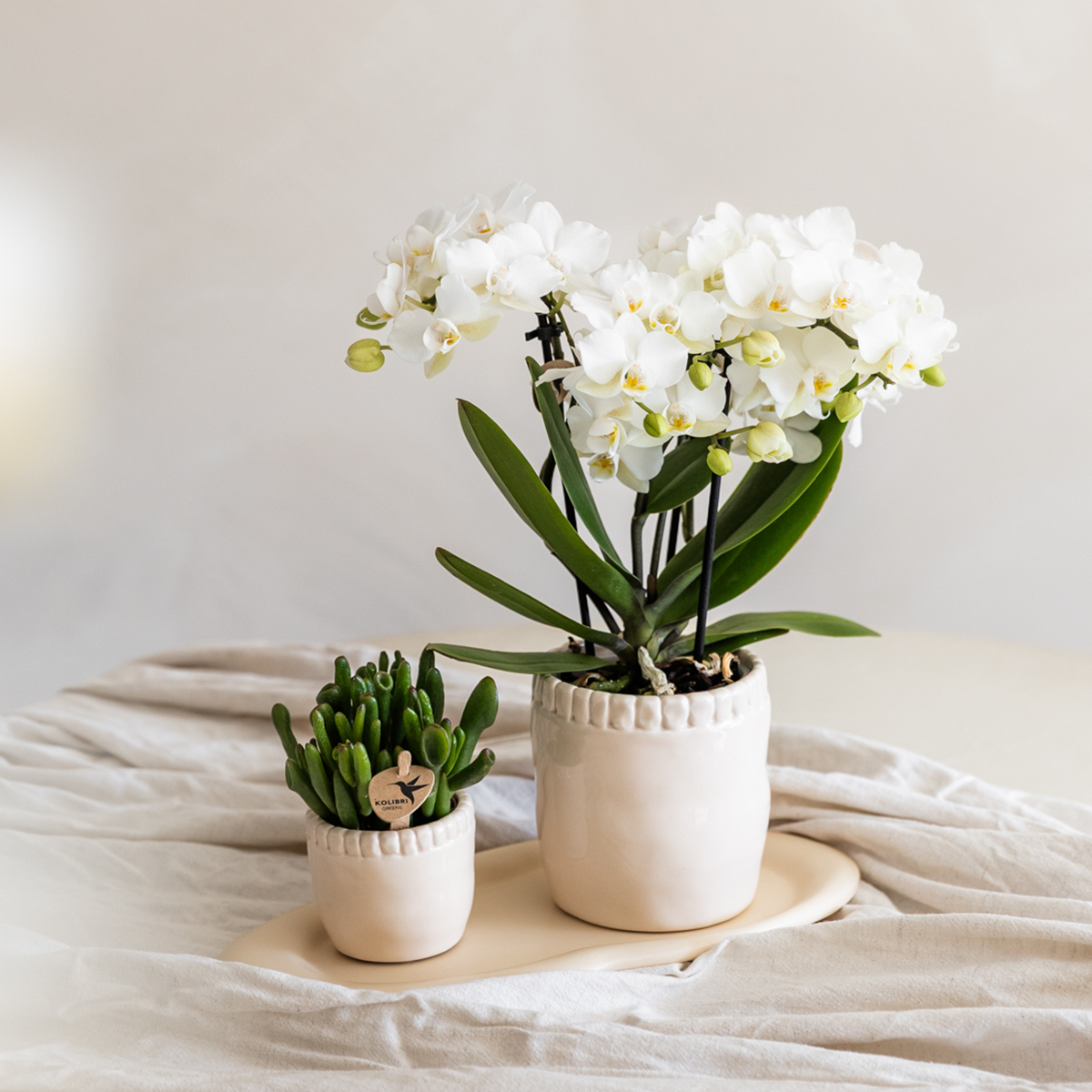 Orchidée Phalaenopsis blanche en pot