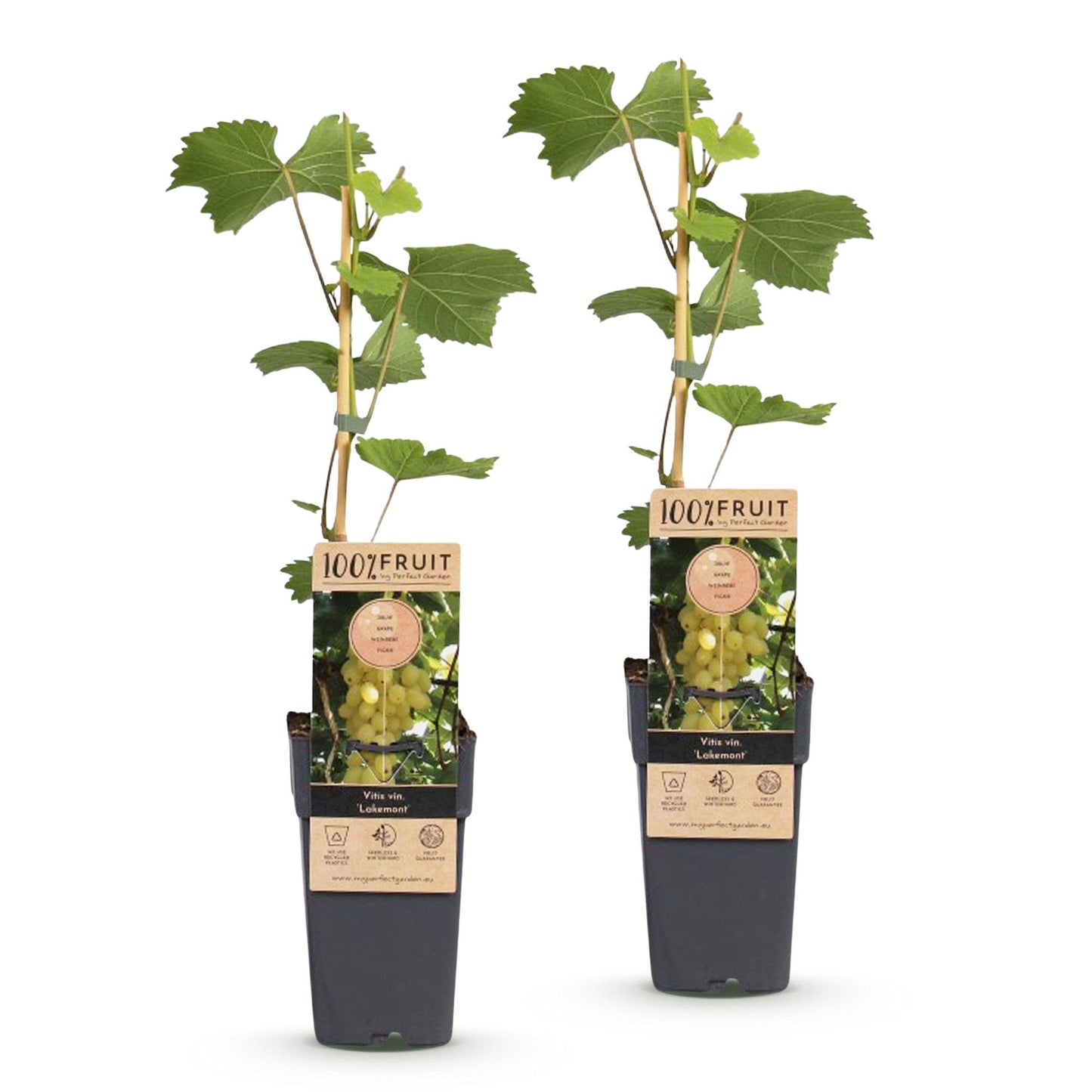 Vitis vinifera Lakemont : lot de 2 plants de vigne en pots, avec des étiquettes montrant des grappes de raisins dorés.