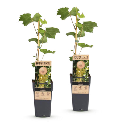 Vitis vinifera Lakemont : lot de 2 plants de vigne en pots, avec des étiquettes montrant des grappes de raisins dorés.