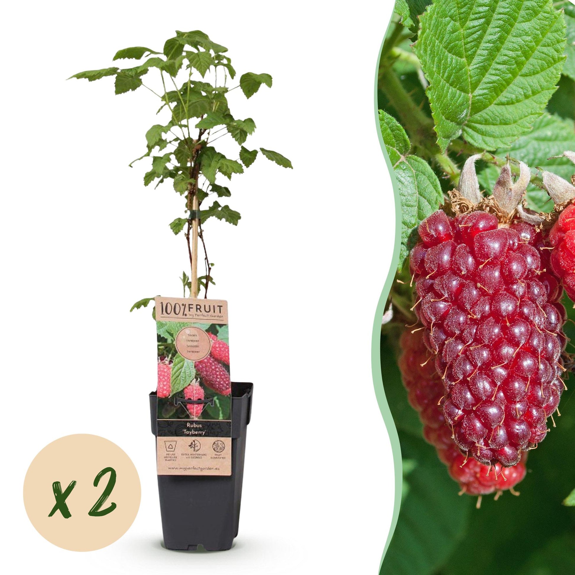 Tayberry : plant de framboise-mûre en pot sur fond blanc, pastille 'x2' pour le lot. Sur la droite, gros plan sur des fruits rouges juteux.