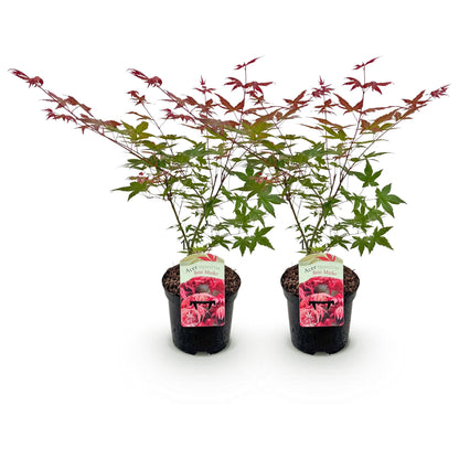 Acer palmatum Beni Maiko. Deux érables japonais en pot sur fond blanc, avec un feuillage vert et de jeunes pousses rouges, prêts à être plan