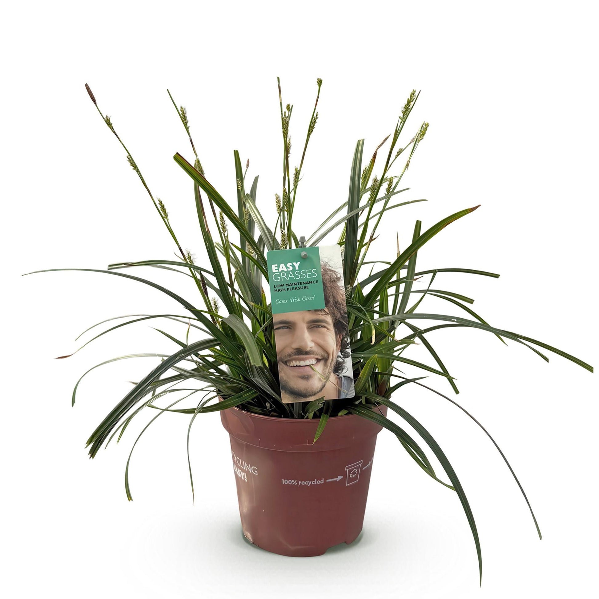 Carex oshimensis Intense Green : plante de graminées ornementales avec des feuilles vertes élancées dans un pot marron, prête à planter.
