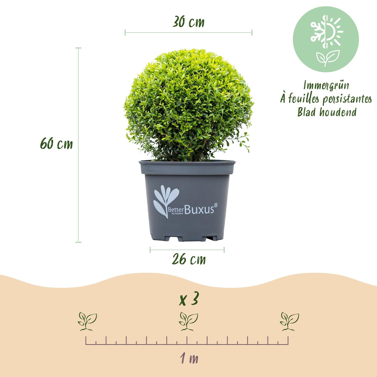 BetterBuxus Skylight en boule de 30cm, pot 26cm, hauteur 60cm, sur fond blanc. Indicateurs de plantation (3 plants/m) et rusticité.