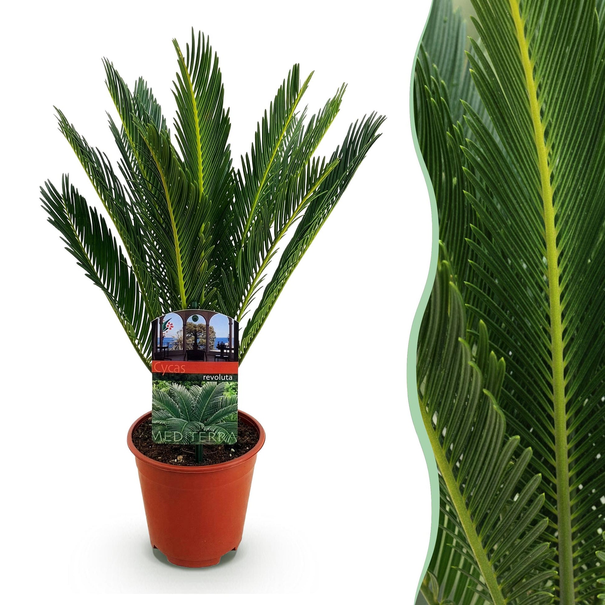 Le majestueux Cycas revoluta Palmier dans son pot en terre cuite, avec un gros plan détaillé de son feuillage vert dense et texturé