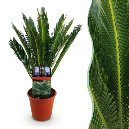 Le majestueux Cycas revoluta Palmier dans son pot en terre cuite, avec un gros plan détaillé de son feuillage vert dense et texturé