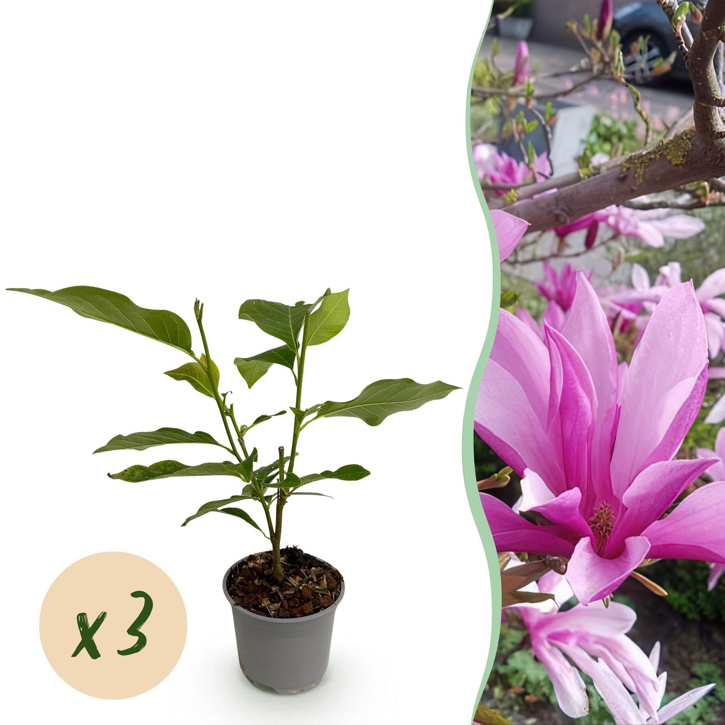 Magnolia Susan : jeune plant en pot sur fond blanc avec une pastille indiquant « x3 », et à droite, un gros plan de ses fleurs pourpres épan