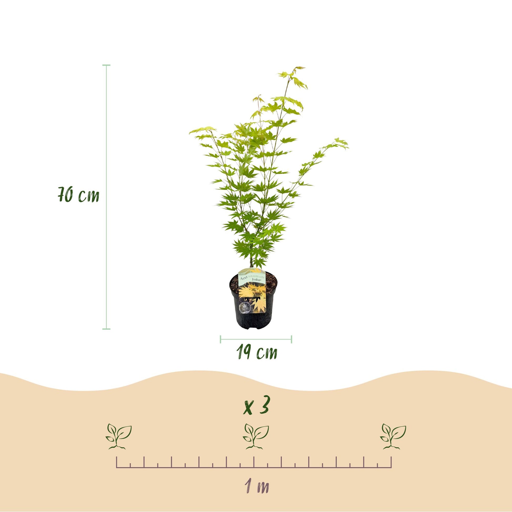 Érable du Japon Acer palmatum Jordan : pot de 19cm, plante de 70cm de haut. Indication d'espacement de 1 mètre et de quantité 'x 3'.