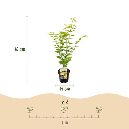 Érable du Japon Acer palmatum Jordan : pot de 19cm, plante de 70cm de haut. Indication d'espacement de 1 mètre et de quantité 'x 3'.