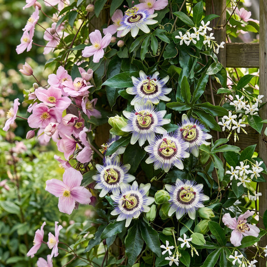 Plantes grimpantes Tricolore en mélange de couleurs - grimpantes fleuries