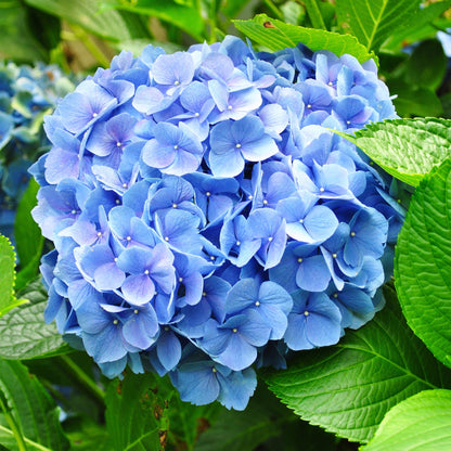Hortensia 'Hydrangea macrophylla Blue', gros plan sur une magnifique fleur bleue vibrante entourée de feuilles vertes luxuriantes.