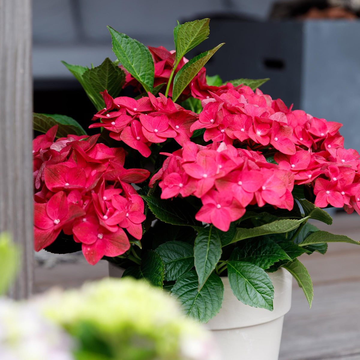 Hortensia Hydrangea Magical Teusday & Saphire rouge en pot, avec ses nombreuses fleurs éclatantes, apporte une touche de couleur à votre ter