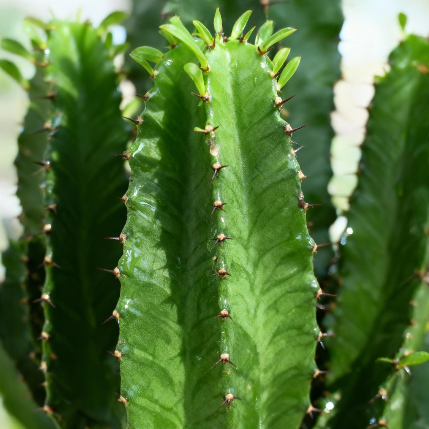 Gros plan sur la tige verticale verte de l'Euphorbia eritrea, hérissée de petites épines sombres et de jeunes feuilles
