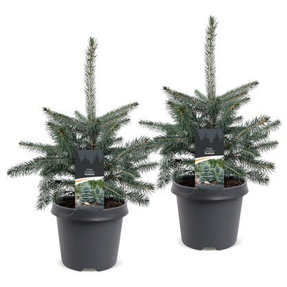 Épicéa bleu du Colorado lot de 2 sapins en pot de 23 cm