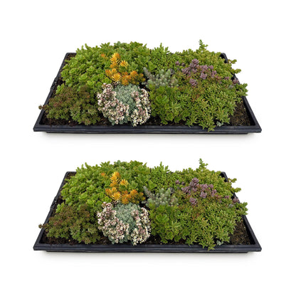 Tapis de Sedum x2, des plantes couvre-sol résistantes à l'hiver et faciles d'entretien, mesurant 50x30cm, sur fond blanc.
