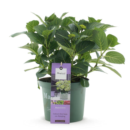 Hortensia Hydrangea Magical Jewel Blue, jeune plant en pot de 23cm, prêt à être planté ou mis en scène.