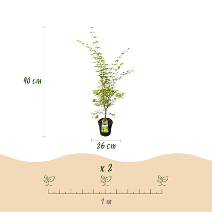 Acer palmatum Sangokaku : infographie montrant un érable japonais en pot de 26 cm, de 90 cm de haut et une illustration de l'espacement d'1 