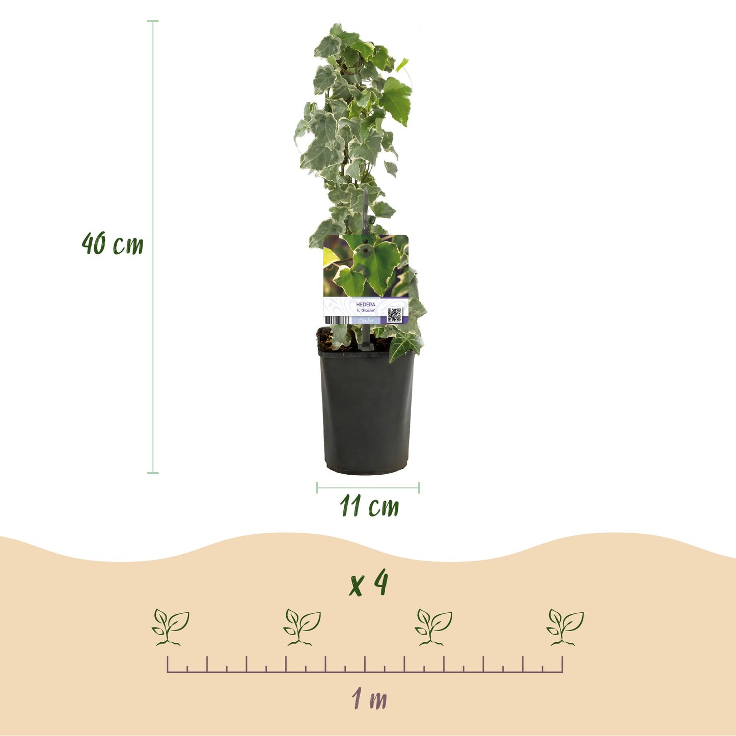 Hedera helix Glacier, plante grimpante. Hauteur de 40 cm, pot de 11 cm. Indication de plantation de 4 plantes par mètre linéaire.