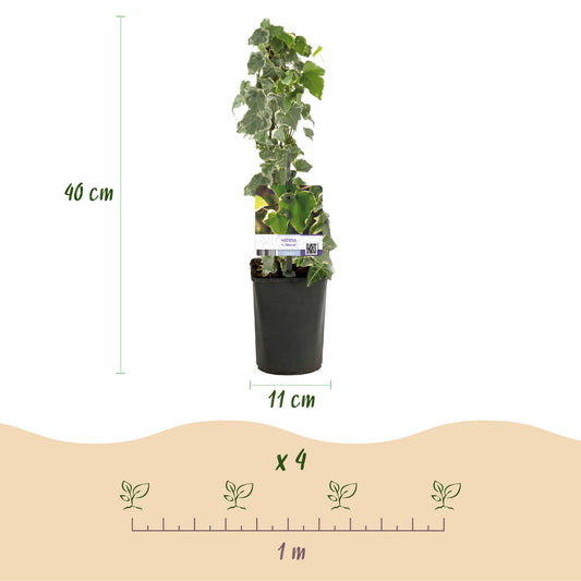 Hedera helix Glacier, plante grimpante. Hauteur de 40 cm, pot de 11 cm. Indication de plantation de 4 plantes par mètre linéaire.