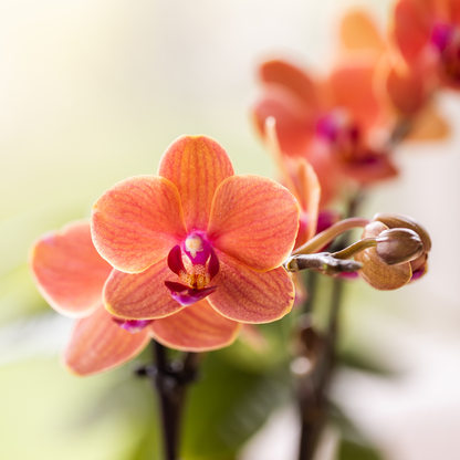 Orchidée Phalaenopsis orange en pot