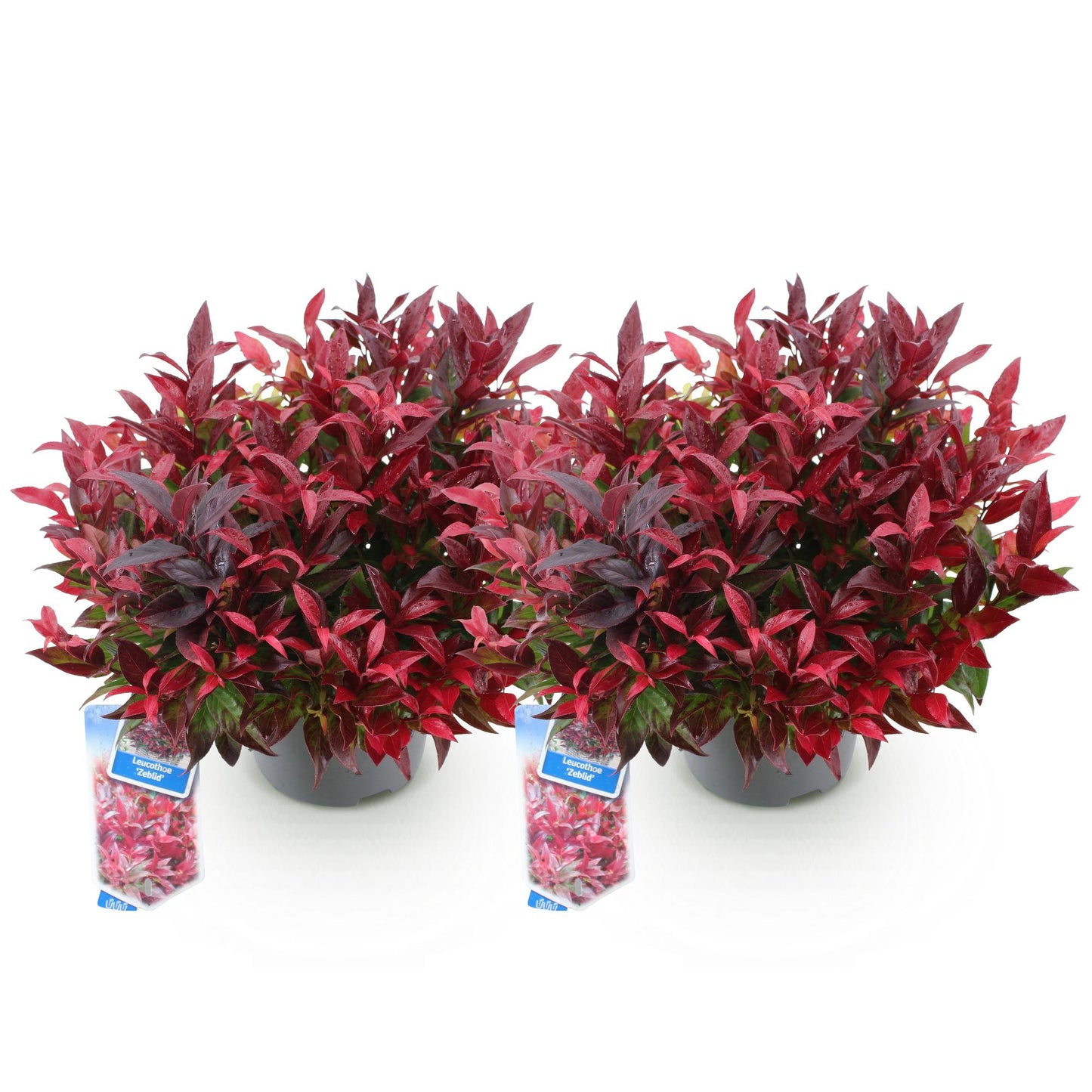 Leucothoe Zeblid. Deux jeunes plants en pot, avec des feuilles rouge vif, sur un fond blanc uni, prêts pour la plantation.