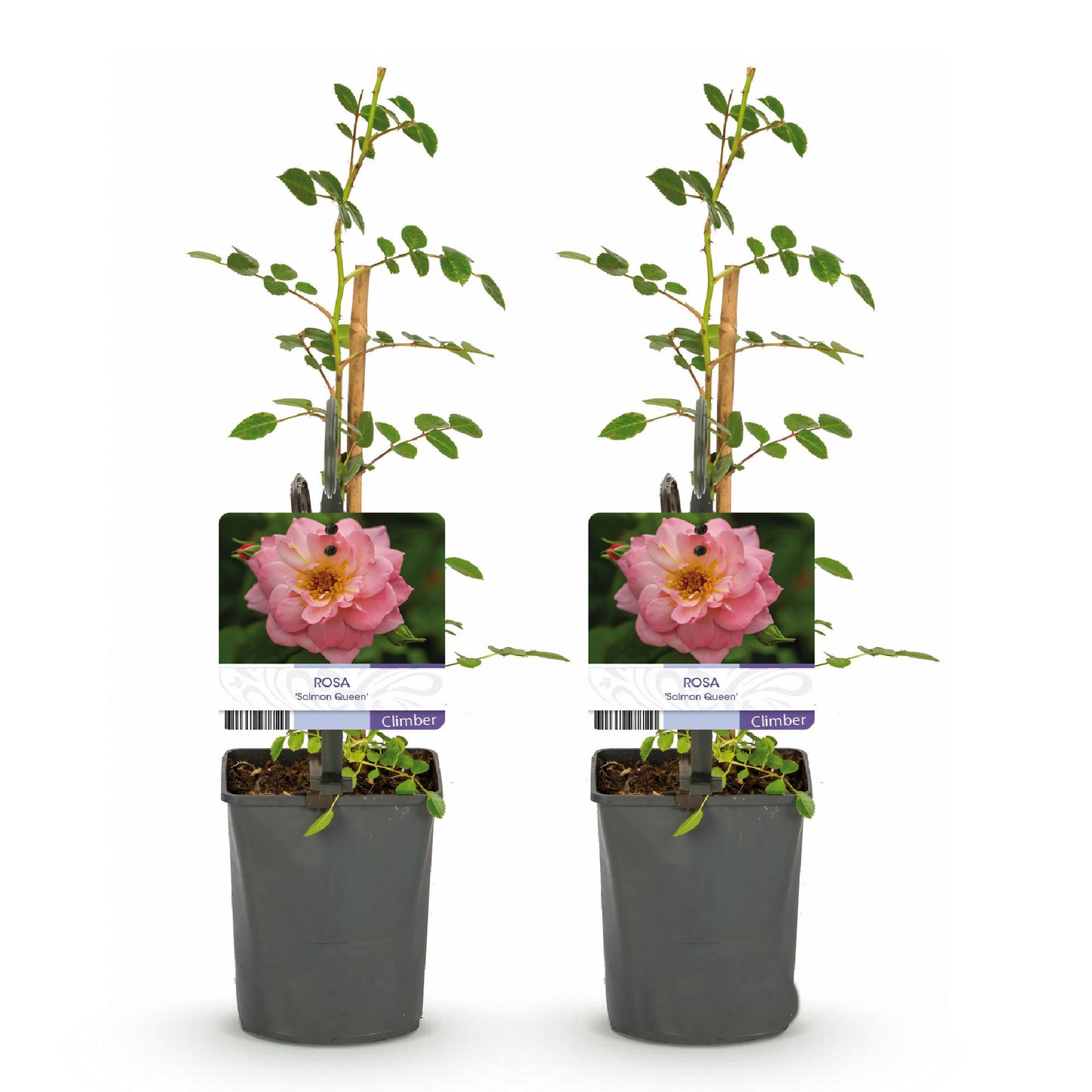 Rosier grimpant 'Rosa Salmon Queen', 2 plants en pot avec des fleurs rose clair, sur fond blanc uni.