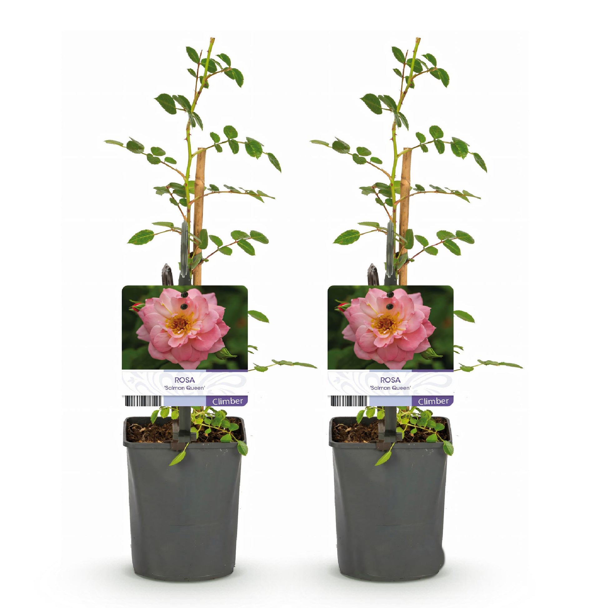 Rosier grimpant 'Rosa Salmon Queen', 2 plants en pot avec des fleurs rose clair, sur fond blanc uni.